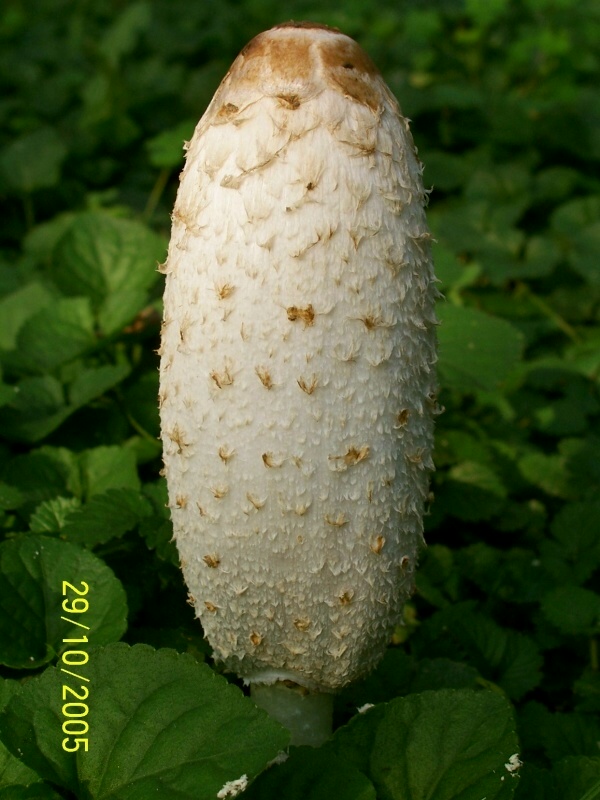 Coprinus comatus